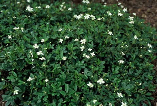 Dreizahn-Fingerkraut 'Nuuk' 12er-Set (Potentilla tridentata) – winterharte Staude, Topf-Ø 9 cm, Höhe ca. 25 cm