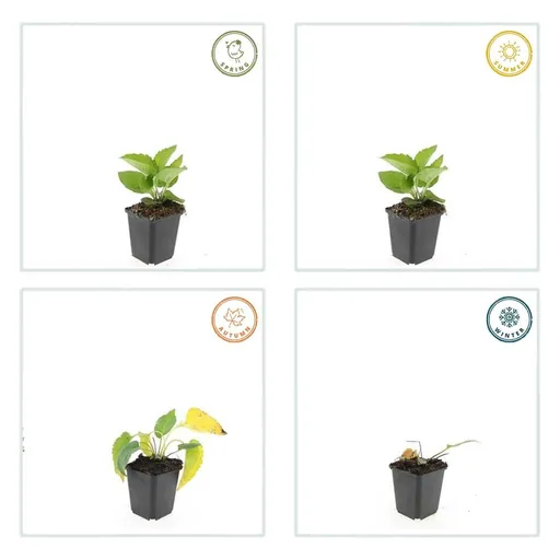 Glänzender Sonnenhut 'Goldsturm' 6er-Set (Rudbeckia fulgida) – winterharte Staude, Topf-Ø 9 cm, Höhe ca. 25 cm