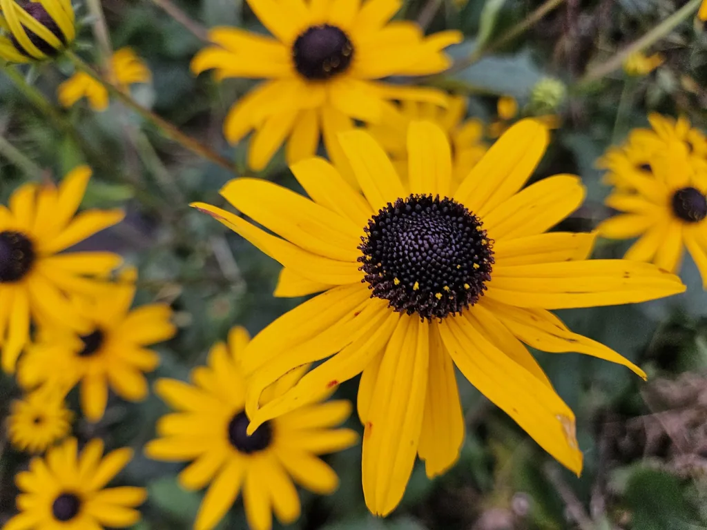 Glänzender Sonnenhut 'Goldsturm' 6er-Set (Rudbeckia fulgida) – winterharte Staude, Topf-Ø 9 cm, Höhe ca. 25 cm