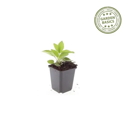 Glänzender Sonnenhut 'Goldsturm' 6er-Set (Rudbeckia fulgida) – winterharte Staude, Topf-Ø 9 cm, Höhe ca. 25 cm