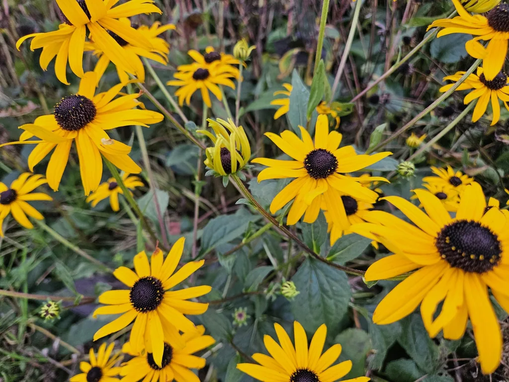 Garten-Sonnenhut 'Goldsturm' (Rudbeckia fulgida) – winterharte Beetstaude, 12 Pflanzen, Topf-Ø 9 cm, Höhe ca. 15 cm