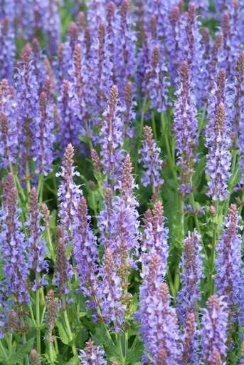 Steppen-Salbei 'Caradonna' 6er-Set (Salvia nemorosa) – winterharte Staude, Topf-Ø 9 cm, Höhe ca. 25 cm