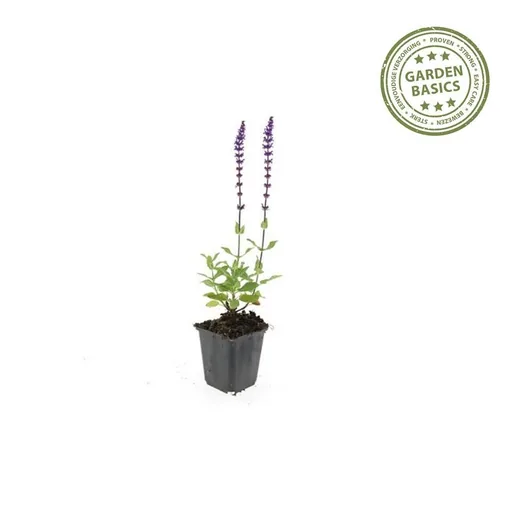 Steppen-Salbei 'Caradonna' 60er-Set (Salvia nemorosa) – winterharte Staude, Topf-Ø 9 cm, Höhe ca. 25 cm
