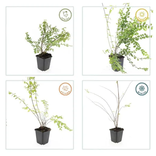 Schneebeere 'Hancock' 60er-Set (Symphoricarpos chenaultii) – winterharter Zierstrauch, Topf-Ø 9 cm, Höhe ca. 25 cm