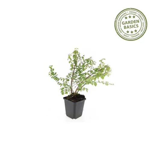 Schneebeere 'Hancock' 60er-Set (Symphoricarpos chenaultii) – winterharter Zierstrauch, Topf-Ø 9 cm, Höhe ca. 25 cm