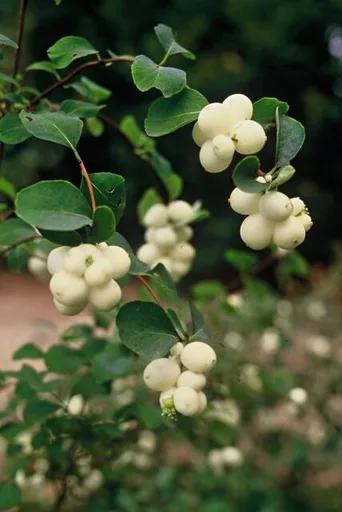 Schneebeere 'Hancock' 60er-Set (Symphoricarpos chenaultii) – winterharter Zierstrauch, Topf-Ø 9 cm, Höhe ca. 25 cm