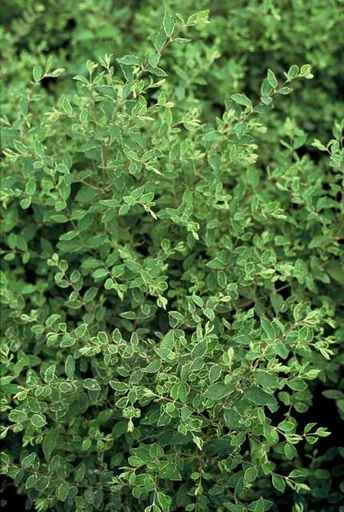 Schneebeere 'Hancock' 60er-Set (Symphoricarpos chenaultii) – winterharter Zierstrauch, Topf-Ø 9 cm, Höhe ca. 25 cm