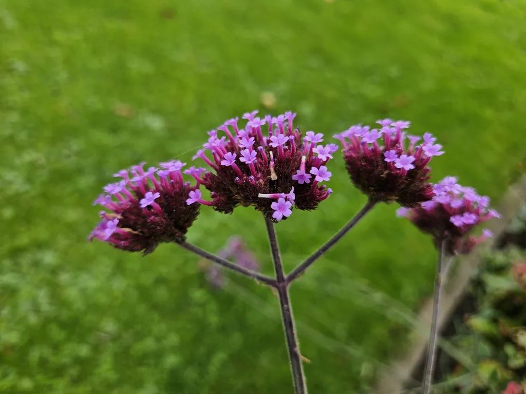 Patagonisches Eisenkraut 'Lollipop' 12er-Set (Verbena bonariensis) – winterharte Staude, Topf-Ø 9 cm, Höhe ca. 25 cm