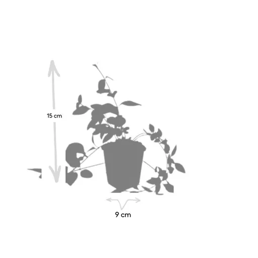 Großes Immergrün 'Alba' 60er-Set (Vinca major) – winterharter Bodendecker, Topf-Ø 9 cm, Höhe ca. 25 cm