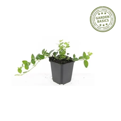 Immergrün 'Argenteovariegata' 6er-Set (Vinca minor) – winterharter Bodendecker, Topf-Ø 9 cm, Höhe ca. 25 cm