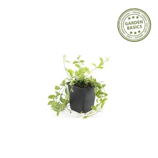 Immergrün 'Aureovariegata' 12er-Set (Vinca minor) – winterharter Bodendecker, Topf-Ø 9 cm, Höhe ca. 25 cm