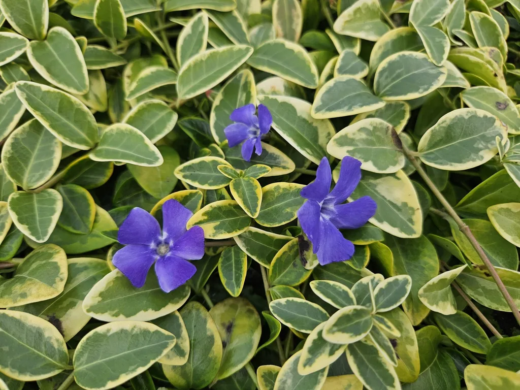 Immergrün 'Aureovariegata' 12er-Set (Vinca minor) – winterharter Bodendecker, Topf-Ø 9 cm, Höhe ca. 25 cm