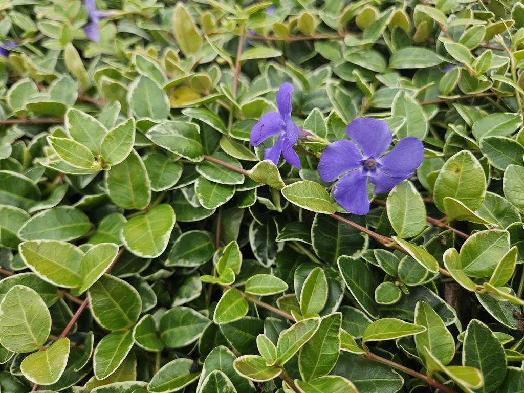 Immergrün 'Ralph Shugert' 60er-Set (Vinca minor) – winterharter Bodendecker, Topf-Ø 9 cm, Höhe ca. 25 cm