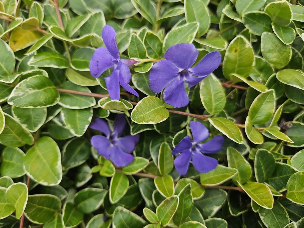 Immergrün 'Ralph Shugert' 60er-Set (Vinca minor) – winterharter Bodendecker, Topf-Ø 9 cm, Höhe ca. 25 cm