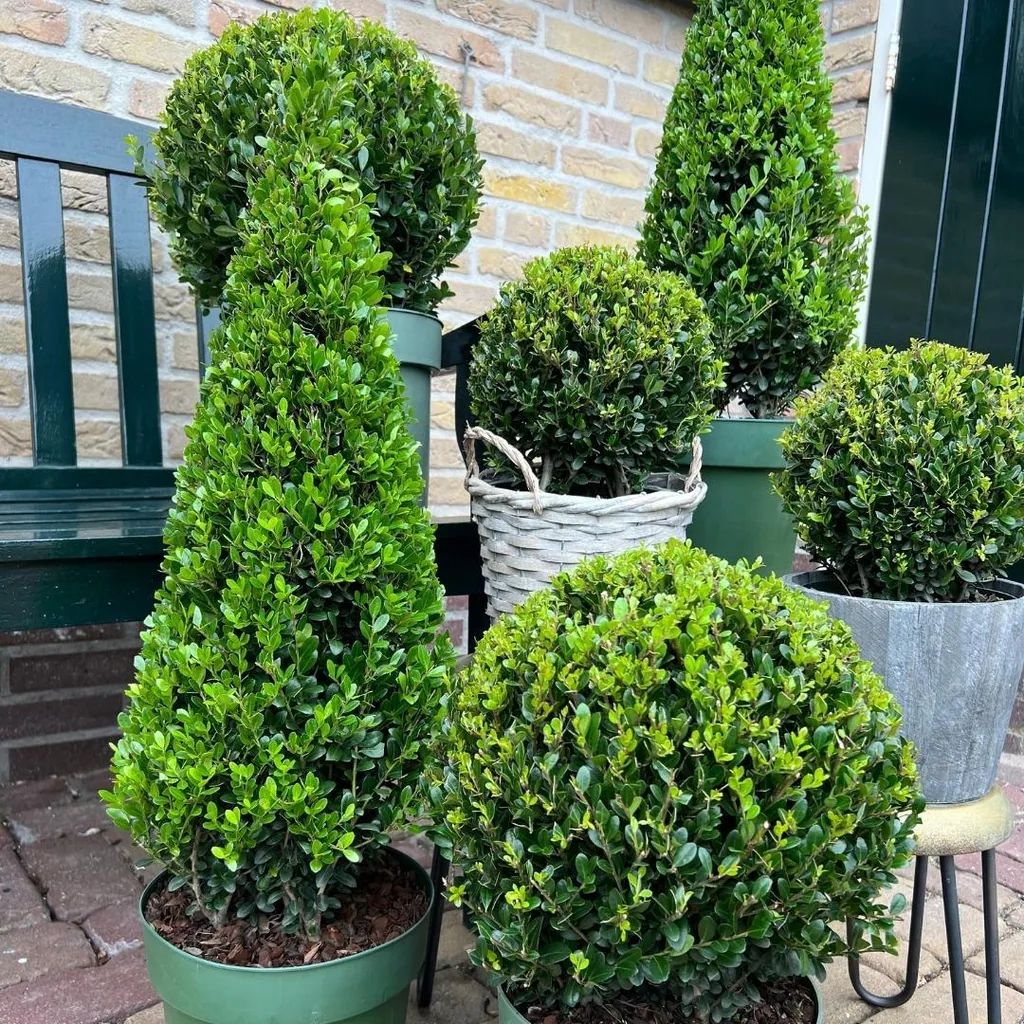 Stechpalme (Ilex) – winterhartes immergrünes Gehölz, als Pyramide, Topf-Ø 21 cm