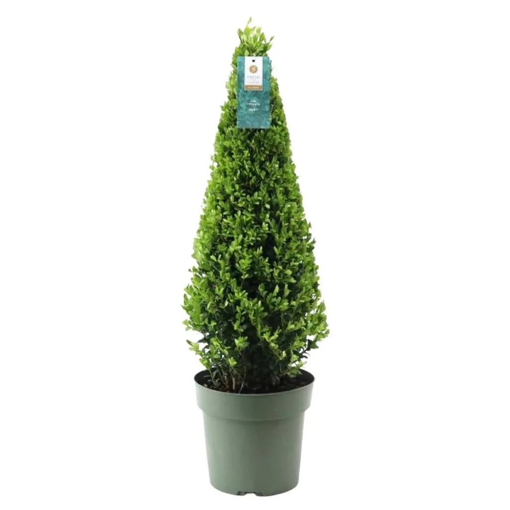 Stechpalme (Ilex) – winterhartes immergrünes Gehölz, als Pyramide, Topf-Ø 21 cm