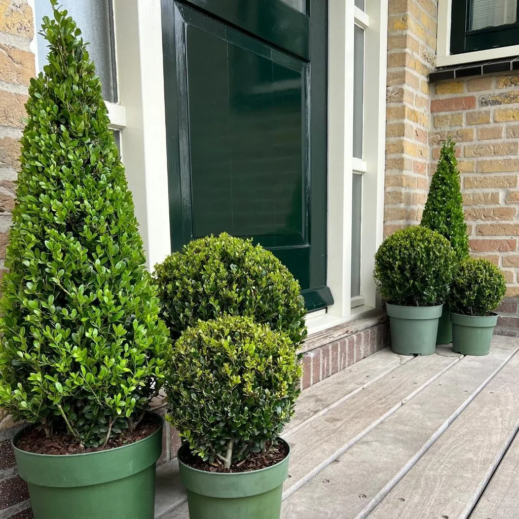 Stechpalme (Ilex) – winterhartes immergrünes Gehölz, als Pyramide, Topf-Ø 21 cm