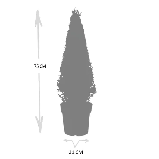 Stechpalme (Ilex) – winterhartes immergrünes Gehölz, als Pyramide, Topf-Ø 21 cm