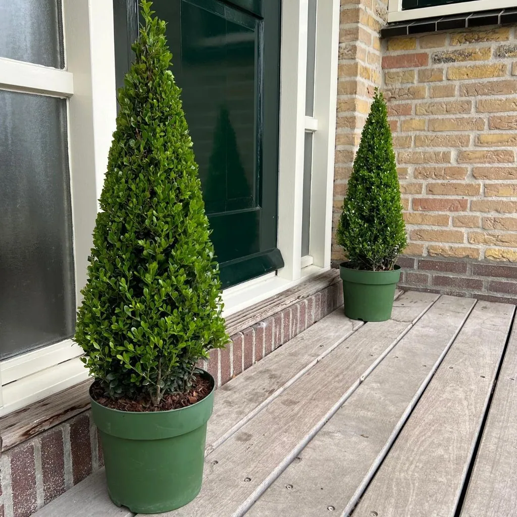 Stechpalme (Ilex) – winterhartes immergrünes Gehölz, als Pyramide, Topf-Ø 21 cm