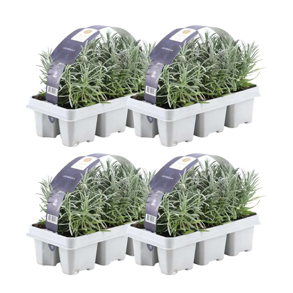 Echter Lavendel 4er-Set (Lavandula angustifolia) – winterharte Duftstaude, Topf-Ø 7 cm, Höhe ca. 15 cm