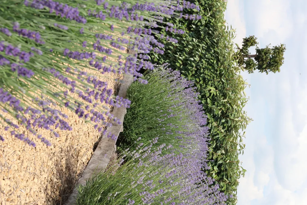 Echter Lavendel 72 Pflanzen (12 × 6er-Pack) (Lavandula angustifolia) – winterharte Duftpflanze, Topf-Ø 7 cm, Höhe ca. 15 cm