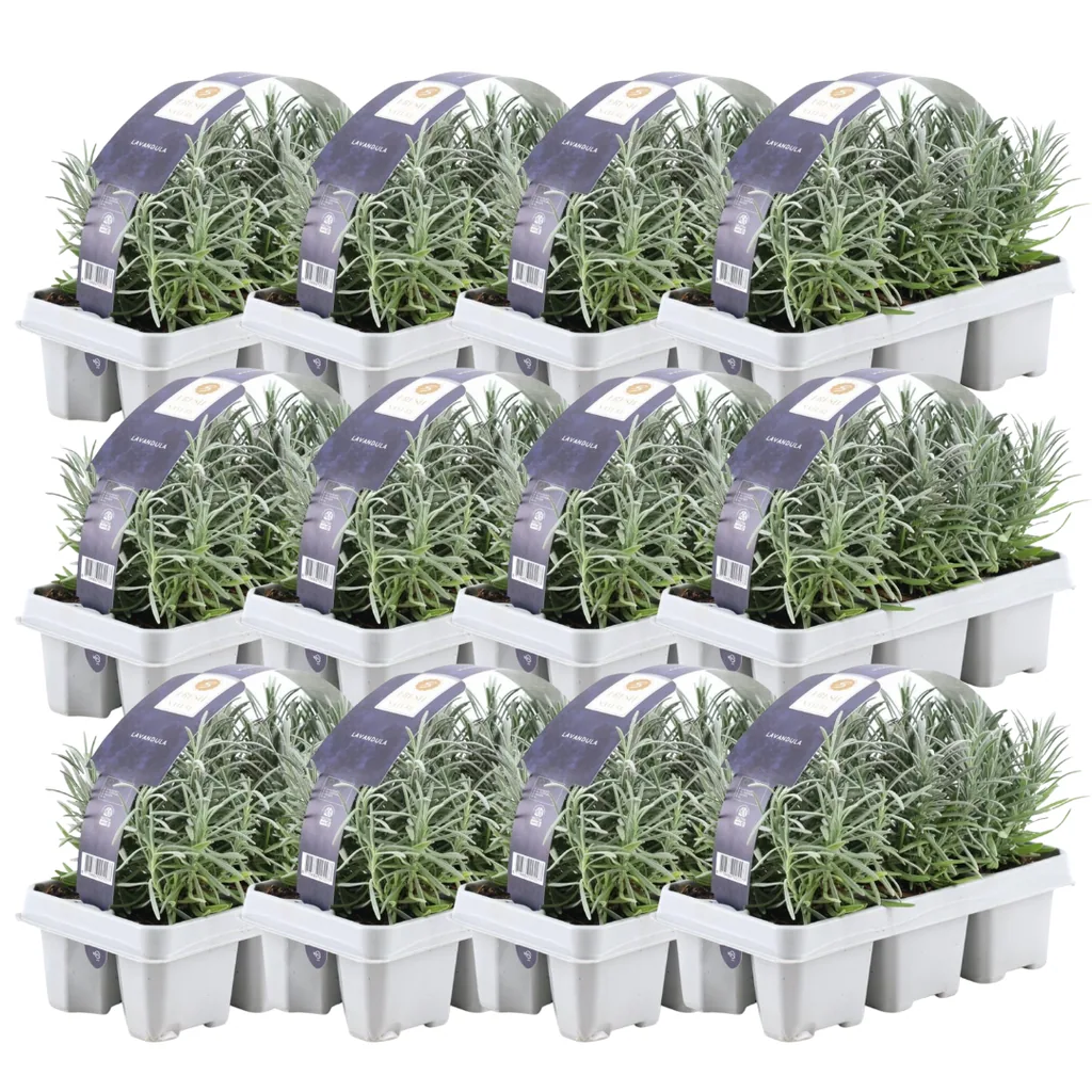 Echter Lavendel 72 Pflanzen (12 × 6er-Pack) (Lavandula angustifolia) – winterharte Duftpflanze, Topf-Ø 7 cm, Höhe ca. 15 cm