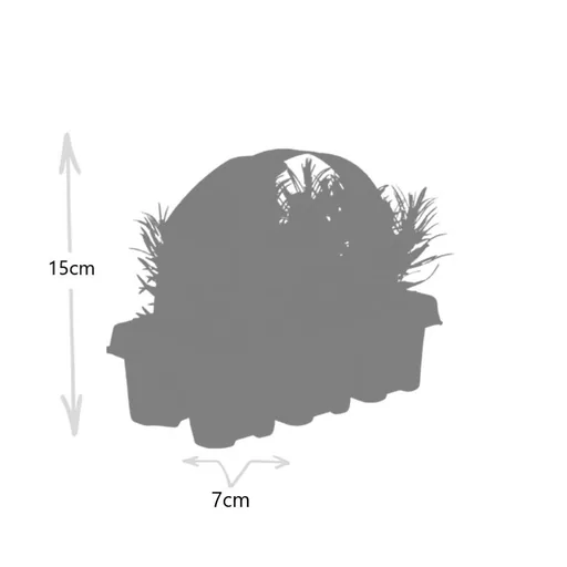 Echter Lavendel 72 Pflanzen (12 × 6er-Pack) (Lavandula angustifolia) – winterharte Duftpflanze, Topf-Ø 7 cm, Höhe ca. 15 cm