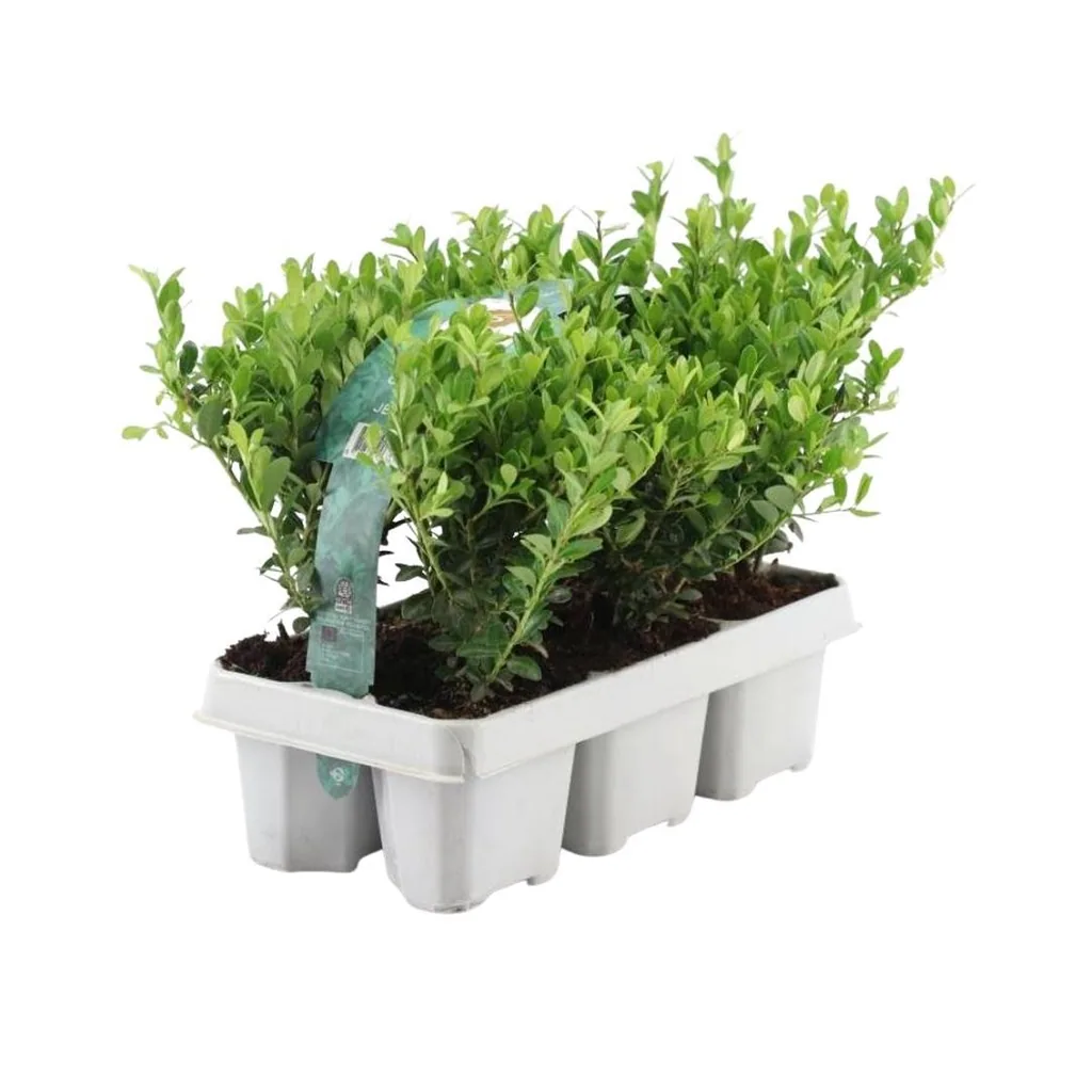 Japanische Stechpalme 'Jenny' 12 Pflanzen (2 × 6er-Pack) (Ilex crenata) – winterharter Zierstrauch, Topf-Ø 7 cm, Höhe ca. 15 cm