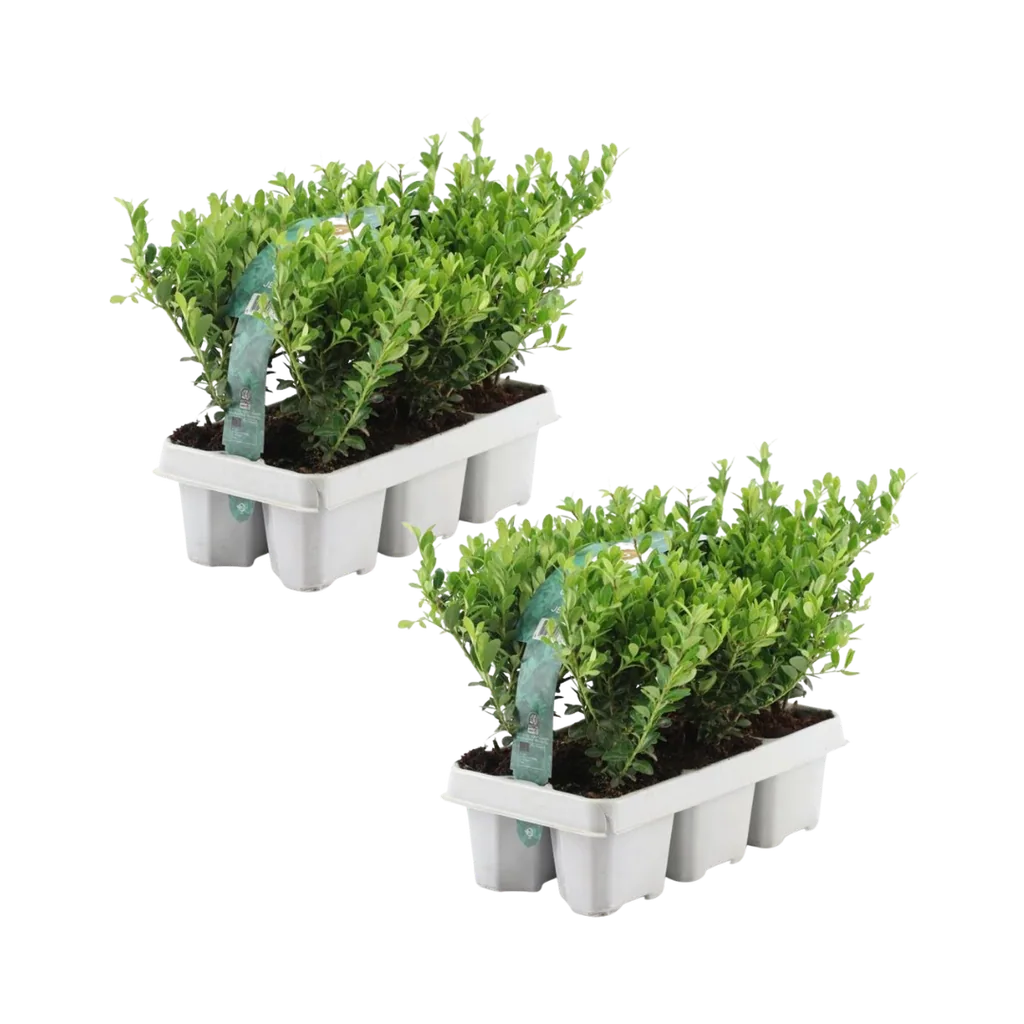 Japanische Stechpalme 'Jenny' 12 Pflanzen (2 × 6er-Pack) (Ilex crenata) – winterharter Zierstrauch, Topf-Ø 7 cm, Höhe ca. 15 cm
