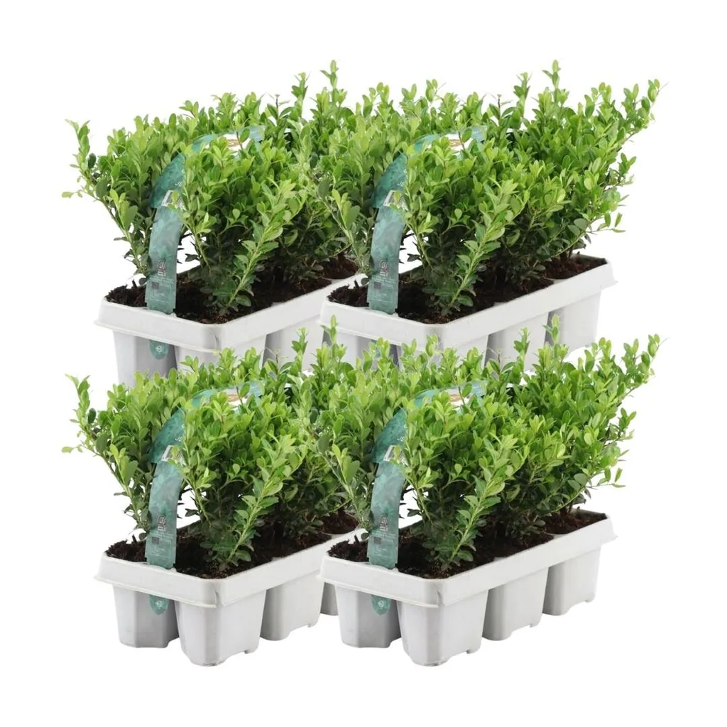 Japanische Stechpalme 'Jenny' 24 Pflanzen (4 × 6er-Pack) (Ilex crenata) – winterharter Zierstrauch, Topf-Ø 7 cm, Höhe ca. 15 cm