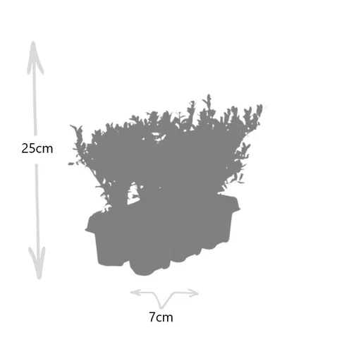 Japanische Stechpalme 'Jenny' 48 Pflanzen (8 × 6er-Pack) (Ilex crenata) – winterharter Zierstrauch, Topf-Ø 7 cm, Höhe ca. 15 cm