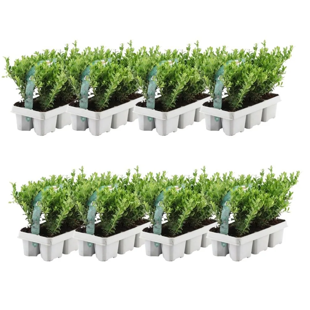 Japanische Stechpalme 'Jenny' 48 Pflanzen (8 × 6er-Pack) (Ilex crenata) – winterharter Zierstrauch, Topf-Ø 7 cm, Höhe ca. 15 cm