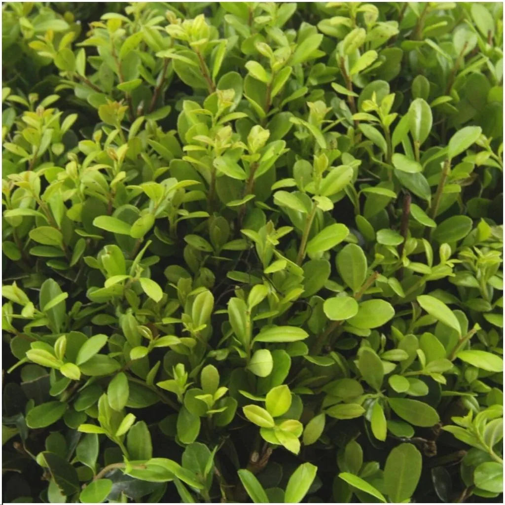 Japanische Stechpalme 'Jenny' 72 Pflanzen (12 × 6er-Pack) (Ilex crenata) – winterharter Zierstrauch, Topf-Ø 7 cm, Höhe ca. 15 cm
