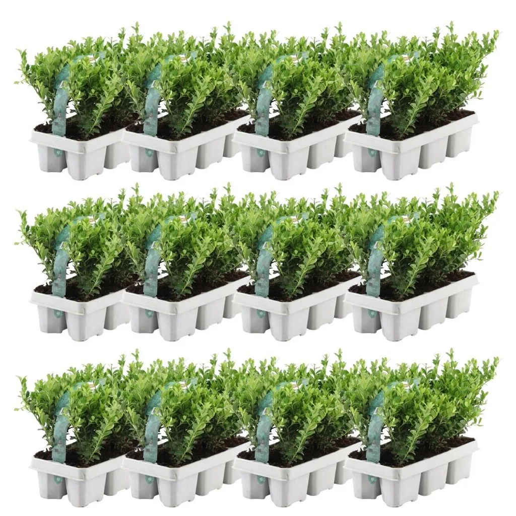 Japanische Stechpalme 'Jenny' 72 Pflanzen (12 × 6er-Pack) (Ilex crenata) – winterharter Zierstrauch, Topf-Ø 7 cm, Höhe ca. 15 cm