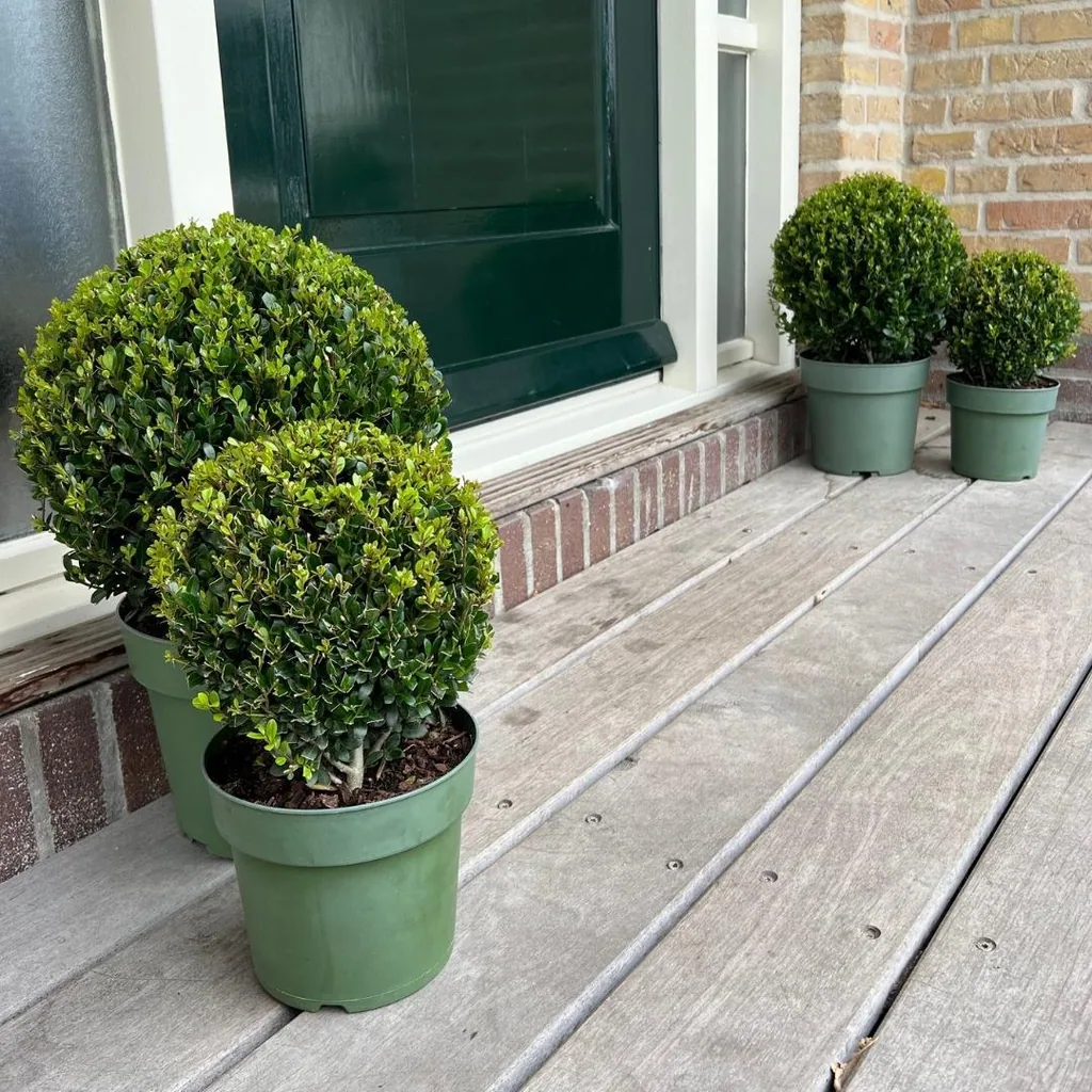Japanische Stechpalme 'Jenny' 2er-Set (Ilex crenata) – winterharter immergrüner Strauch, Höhe ca. 19 cm