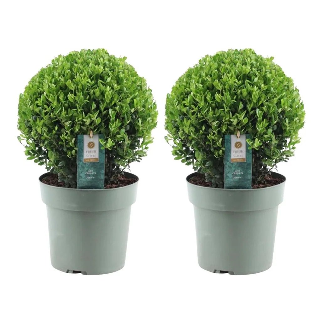 Japanische Stechpalme 'Jenny' 2er-Set (Ilex crenata) – winterharter immergrüner Strauch, Höhe ca. 19 cm