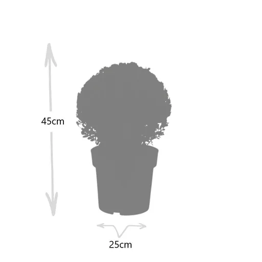 Japanische Stechpalme 'Jenny' 2er-Set (Ilex crenata) – winterharter immergrüner Strauch, Höhe ca. 19 cm