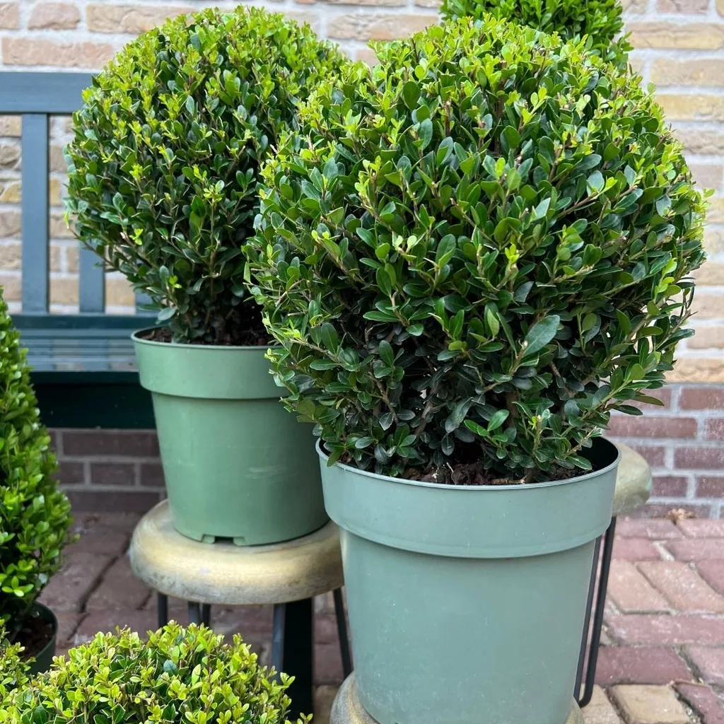 Japanische Stechpalme 'Jenny' 2er-Set (Ilex crenata) – winterharter immergrüner Strauch, Höhe ca. 19 cm