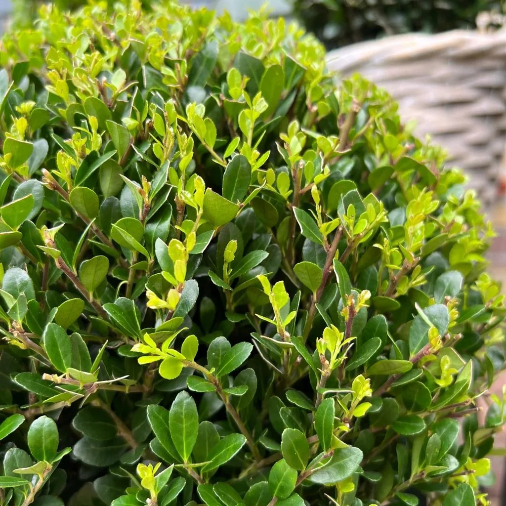 Japanische Stechpalme 'Jenny' 2er-Set (Ilex crenata) – winterharter immergrüner Strauch, Höhe ca. 19 cm