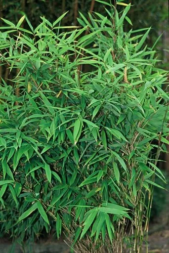 Roter Bambus 6er-Set (Fargesia rufa) – winterharter Gartenbambus, Topf-Ø 13 cm, Höhe ca. 25 cm