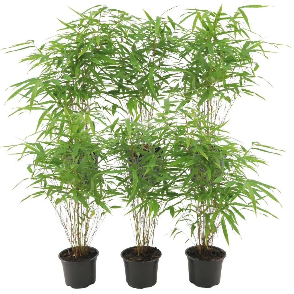 Roter Bambus 6er-Set (Fargesia rufa) – winterharter Gartenbambus, Topf-Ø 13 cm, Höhe ca. 25 cm