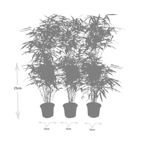 Roter Bambus 6er-Set (Fargesia rufa) – winterharter Gartenbambus, Topf-Ø 13 cm, Höhe ca. 25 cm