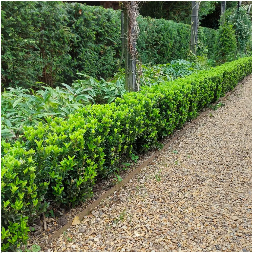 Spindelstrauch 'Green Spire' 48 Pflanzen (8 × 6er-Pack) (Euonymus) – winterharter Strauch, Topf-Ø 7 cm, Höhe ca. 15 cm