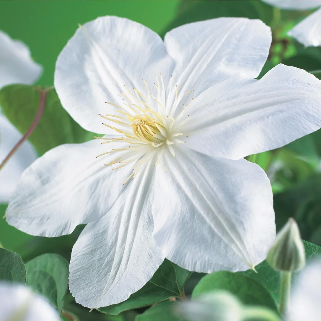 Waldrebe 'Madame Le Coultre' 2er-Set (Clematis) – winterharte Kletterpflanze, Topf-Ø 11 cm, Höhe ca. 40 cm