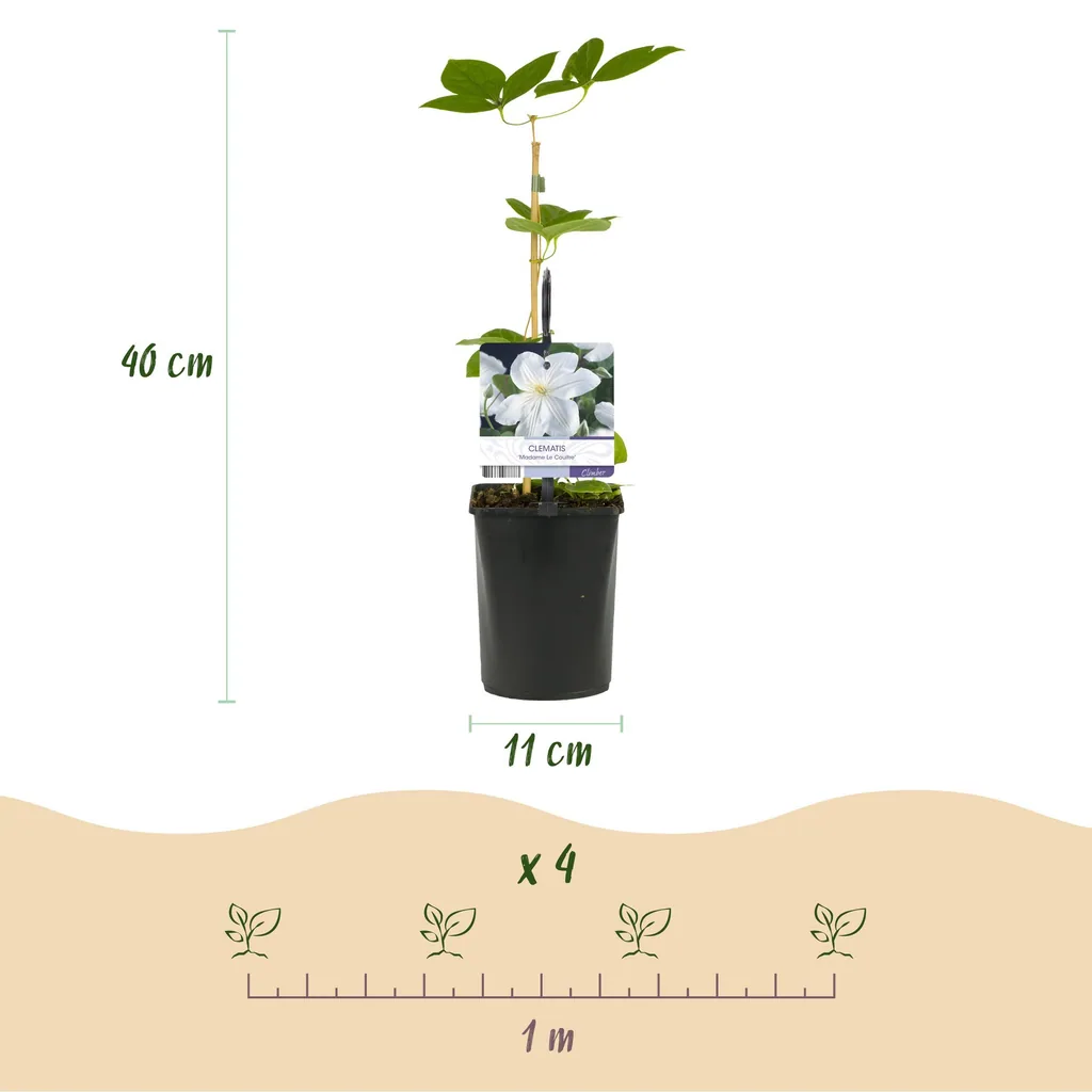 Waldrebe 'Madame Le Coultre' 2er-Set (Clematis) – winterharte Kletterpflanze, Topf-Ø 11 cm, Höhe ca. 40 cm