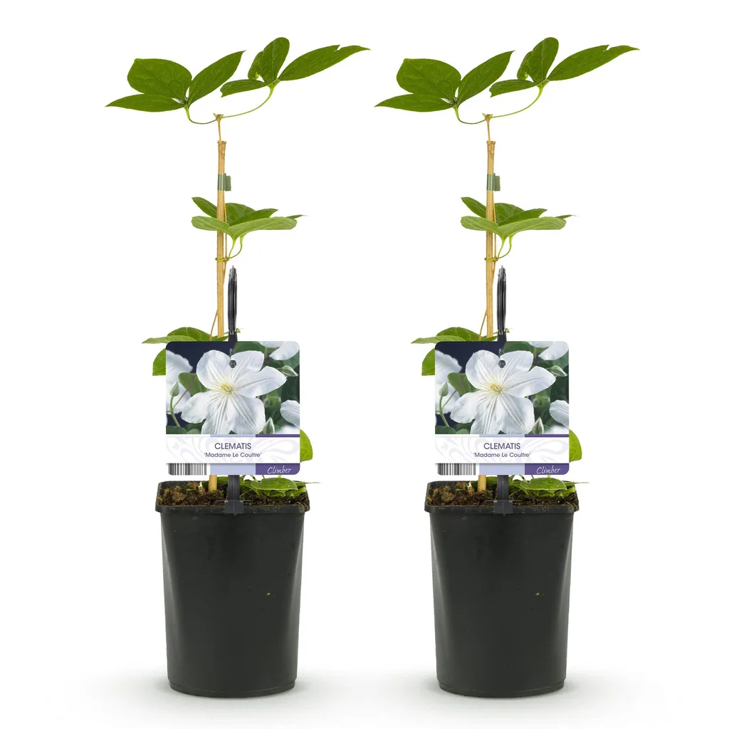 Waldrebe 'Madame Le Coultre' 2er-Set (Clematis) – winterharte Kletterpflanze, Topf-Ø 11 cm, Höhe ca. 40 cm