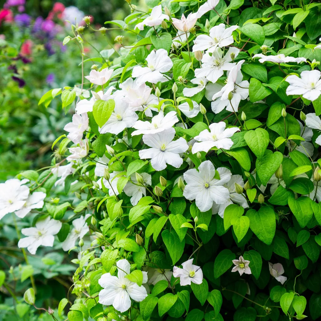 Waldrebe 'Madame Le Coultre' 2er-Set (Clematis) – winterharte Kletterpflanze, Topf-Ø 11 cm, Höhe ca. 40 cm