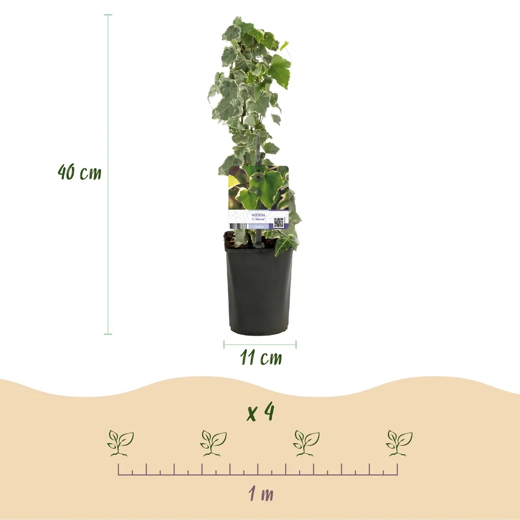 Efeu 'Glacier' 2er-Set (Hedera helix) – winterharte Kletterpflanze, Topf-Ø 11 cm, Höhe ca. 40 cm