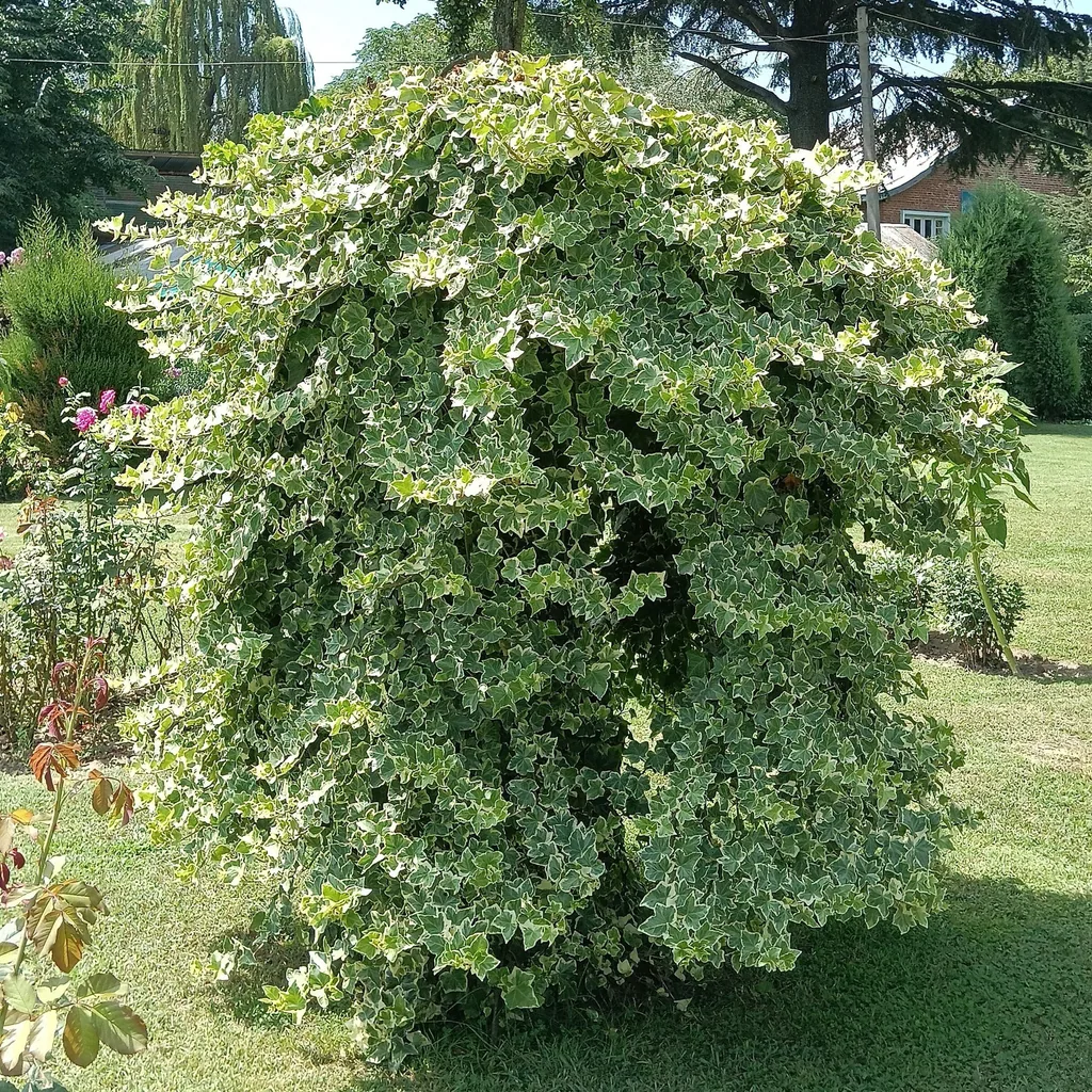 Efeu 'Glacier' 2er-Set (Hedera helix) – winterharte Kletterpflanze, Topf-Ø 11 cm, Höhe ca. 40 cm
