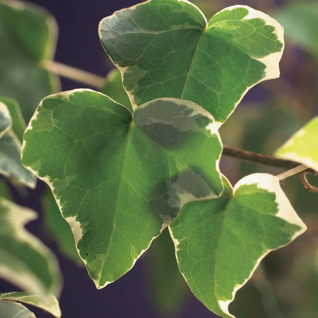 Efeu 'Glacier' 2er-Set (Hedera helix) – winterharte Kletterpflanze, Topf-Ø 11 cm, Höhe ca. 40 cm